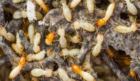 Tahir Termite Service Pest Control Service