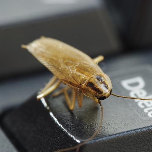 Termite Killers